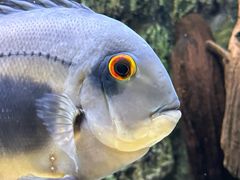 -上海海洋水族馆