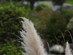 -九科绿洲