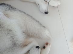 -怪兽屋·羊驼·猫咖·狗咖(俊华广场店)