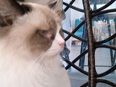 -猫亿天猫咖