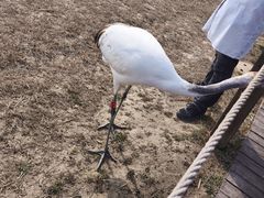 -盐城丹顶鹤湿地生态旅游区