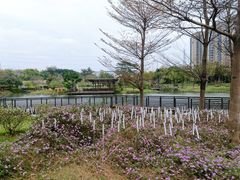-王借岗森林公园