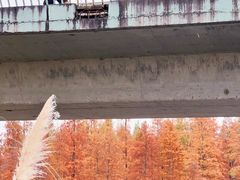 -白鹭湾湿地公园