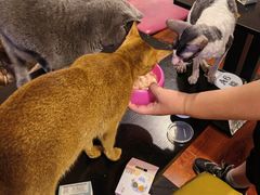 -猫小院猫主题咖啡厅(北锣店)