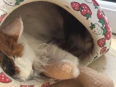 -北京赛佳动物医院