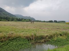 -径山花海