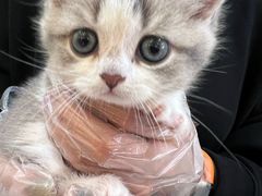 -爪爪喵星球·猫舍(卓悦中心店)