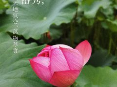 -陈家山荷花公园