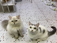 -Umiao与猫咖啡 猫咖