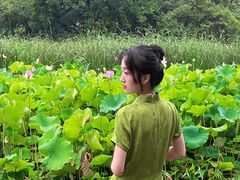 -莲湖公园