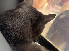 -艾贝尔宠物医院·24H转诊中心·肿瘤猫专科(江宁双龙店)