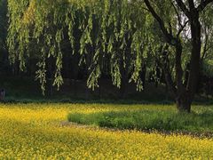 -北坞公园
