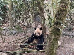 -都江堰中华大熊猫苑