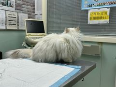 -纳吉亚猫专科动物医院博雅分院
