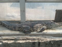 -石家庄市动物园