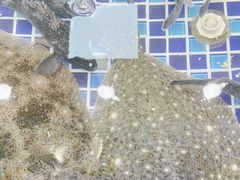 -天盛海鲜烧烤大排档·本地小海鲜·牟平腿穗子(幸福店)