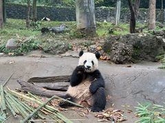 -都江堰中华大熊猫苑