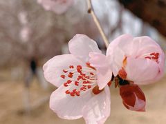 -桃花堤公园