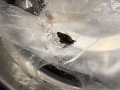 -王万妈卤猪脚(青岩交通路)