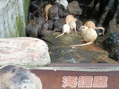 -海南热带野生动植物园
