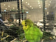 -蘇河湾·新鲁菜·泰山宴(泰山店)
