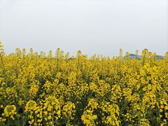 -中国天府农业博览园