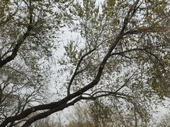 -北京西山国家森林公园