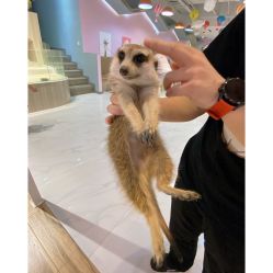 -Moni星球萌宠·小马宝莉·灵蛇·高端高阶全萌宠互动体验俱乐部(红豆国际广场店)