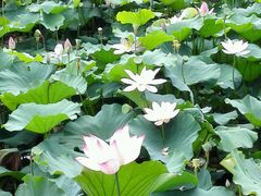 -长兴太湖图影湿地文化园