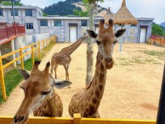 -西霞口神雕山野生动物世界