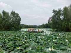 -大湾区中央湿地公园