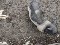 -长兴太湖图影湿地文化园