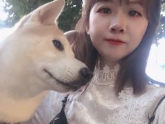 -柴犬高等学院·狗咖·柴犬售卖·宠物训练