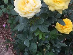 -人民公园(罗湖区)