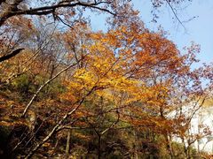 -牛背梁国家森林公园