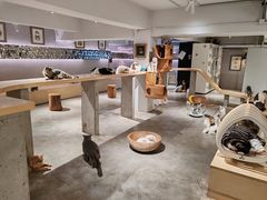 -more than meow吴止猫主题餐厅(承德 中船汇店)