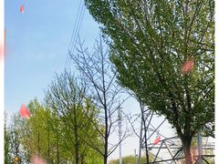 -长白岛森林公园