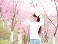 大理大学樱花写真-理想国摄影(三塔店)