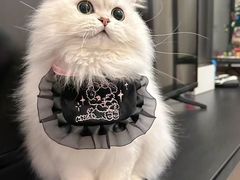 -猫十亿·布偶金渐层·曼基康矮脚猫舍(青年路店)