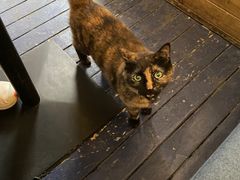 -Sirena海妖日咖夜酒