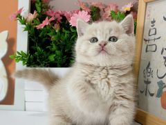 -小猫来了·猫舍(红山六九七九店)
