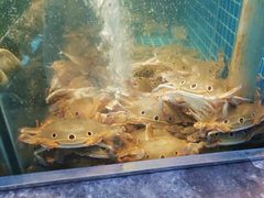 -曼格活海鲜·牛排自助(光明蓝鲸店)