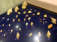 -青岛贝壳博物馆
