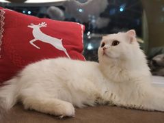 -猫和宫(六道口店)