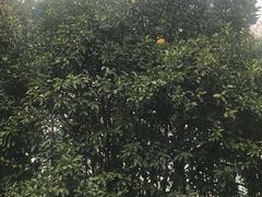 -昭明书院