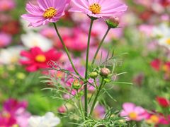 -海心沙亚运公园