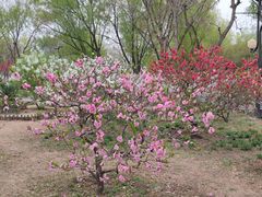 -莲花池公园