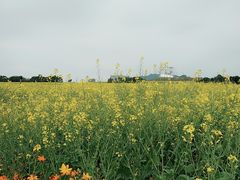 -光明小镇欢乐田园