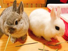 -藦茜花园宠物主题亲子互动体验馆(国顺东路店)