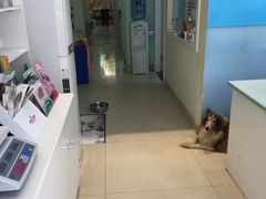 -爱贝特动物医院·猫口炎专科